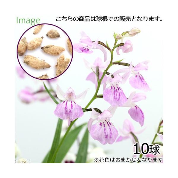 _gardening　ガーデニング　花　山野草　ウチョウラン　うちょうらん　羽蝶蘭　Ｏｒｃｈｉｓ　ｇｒａｍｉｎｉｆｏｌｉａ　20170109　NT　植物　植物生体　ガーデニング生体　育て方　育成方法　栽培方法　球根　芋　品種