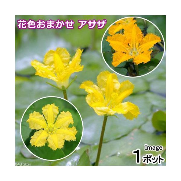 （ビオトープ）水辺植物　花色おまかせ　アサザ（品種記載なし）（１ポット）　浮葉植物