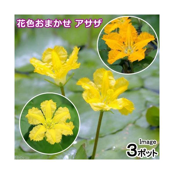 irIg[vjA@ԐF܂@ATUiiwȂjiR|bgj@tAixԁj