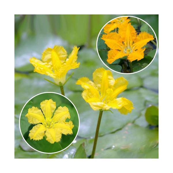 _aqua　_gardening　ビオトープ　水辺植物　水生植物　浮葉植物　nymphoides　ガーデニング　20170102　ＮＴ　育て方　育成方法　栽培方法　浮葉植物　wplanteventcp202503