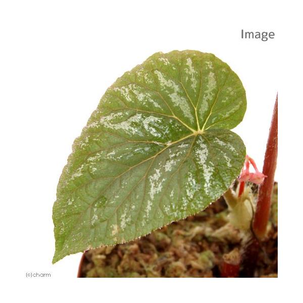 ieEjxSjADsiP|bgjxSjA@kCEBq֗vۉ