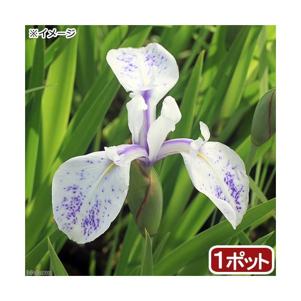 _aqua　_gardening　ビオトープ　水辺植物　水生植物　ayame　ガーデニング　その他水辺植物　gw_ガーデニング　all_plants　カキツバタ2012　植物　植物生体　ガーデニング生体　育て方　育成方法　栽培方法　2017...