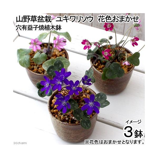 iR쑐j~́@L\E@LvqĐAؔiҌjiRj