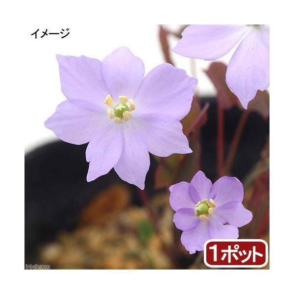 _gardening　山野草　タツタソウ　竜田草　３号　１ポット　メギ科タツタソウ属　Ｊｅｆｆｅｒｓｏｎｉａ　ｄｕｂｉａ　イトマキグサ　糸巻草　ホフマンタツタソウ　ガーデニング　苗　20170415　NT　植物　植物生体　ガーデニング生体　...