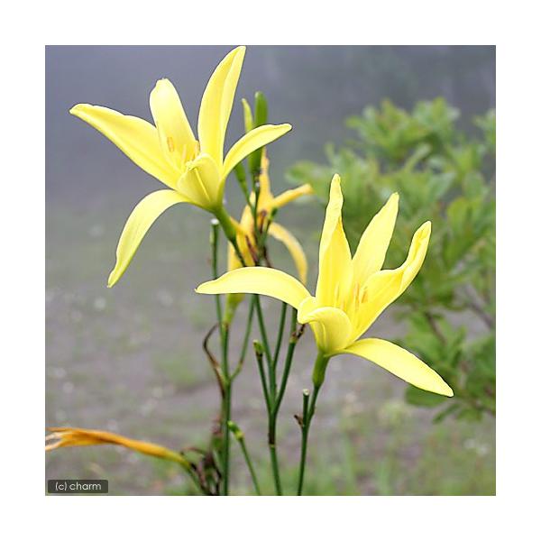 ビオトープ　ガーデニング　水辺植物　その他水辺植物　ワスレグサ　野萱草　all_plants　Ｈｅｍｅｒｏｃａｌｌｉｓ　ｃｉｔｒｉｎａ　ｖａｒ.　ｖｅｓｐｅｒｔｉｎａ　ｔｈｕｎｂｅｒｇｉｉ　黄萓　キスゲ　ヘメロカリス　_gardening　...