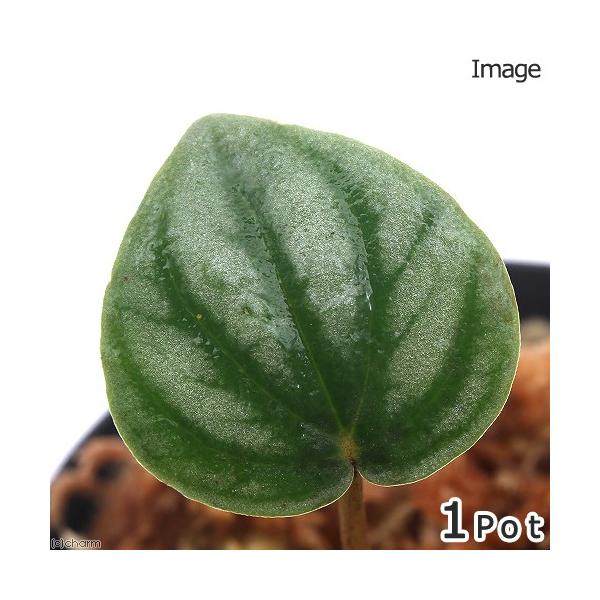 ieEjyy~ADb@oYiP|bgj@kCEBq֗vۉ