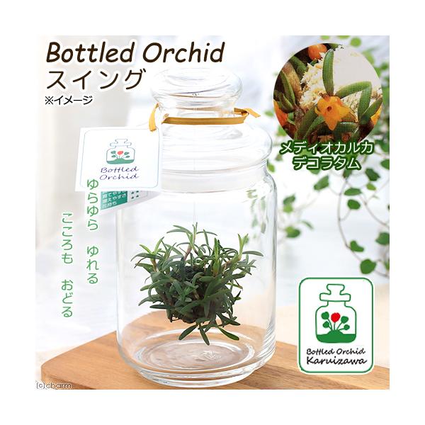 koketerra_series1802　koketera　koke_tera　kokemoss_terrarium　苔Ｔｅｒｒａシリーズ　テラリウムガラス　テラリウムキット　コケシリーズ　terrarium　ガーデニング　観葉植物　苔テラ...