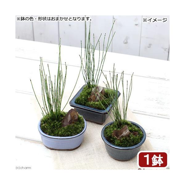 iR쑐j~́@a~́@qgNT@܂iPjixԁj