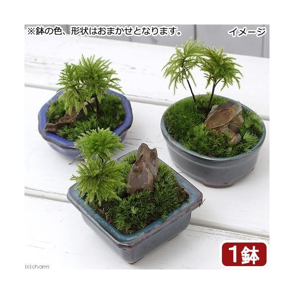 _interior　_gardening　ガーデニング　山野草　寄せ植え　koukaseki_series　sannyasou_2014　植物　植物生体　ガーデニング生体　20170816　ＮＴ　コウヤノマンネングサ　盆栽koke_toki...