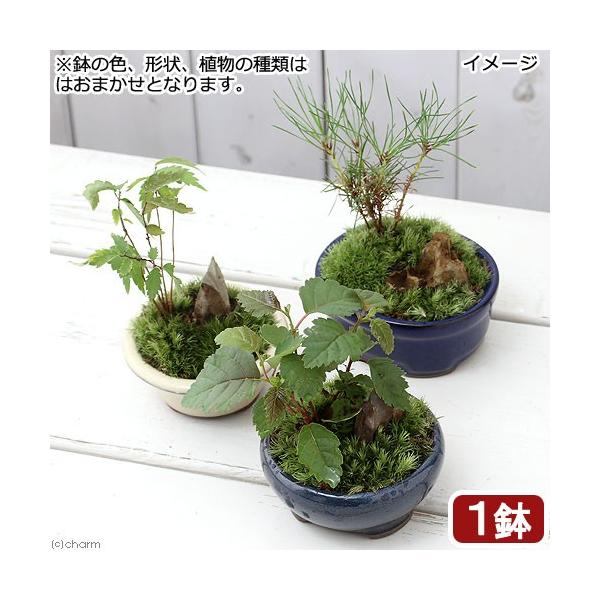 山野草 盆栽 和盆栽 ミニ樹木苗 鉢おまかせ １鉢 休眠株 Buyee Buyee Japanischer Proxy Service Kaufen Sie Aus Japan