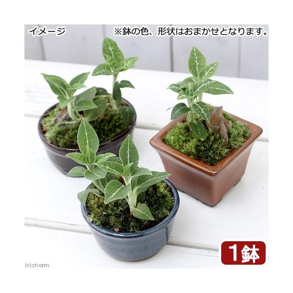 iR쑐j~́@a~́@~}EY@܂iPj@WGI[Lbhixԁj