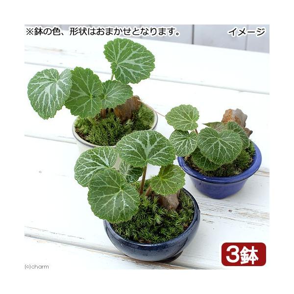 iR쑐j~́@a~́@LmV^@܂iRjixԁj