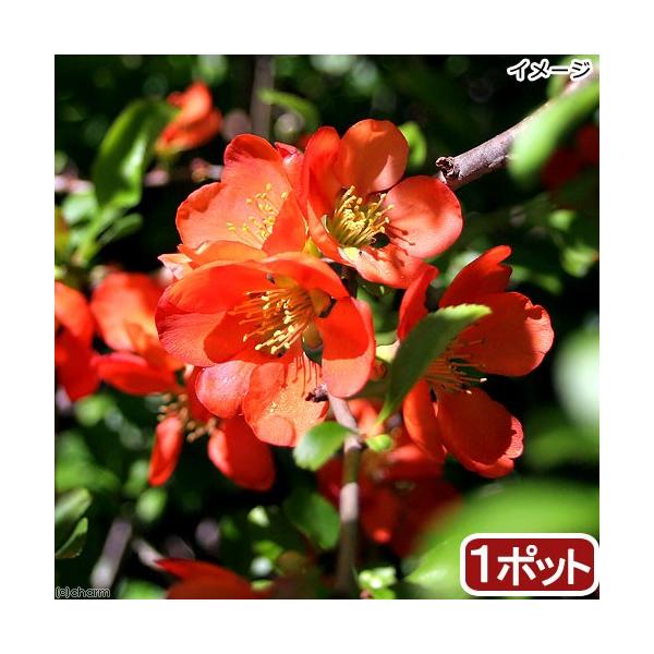 iR쑐j~́@NT{Pi؉Zj@RiP|bgjixԁj