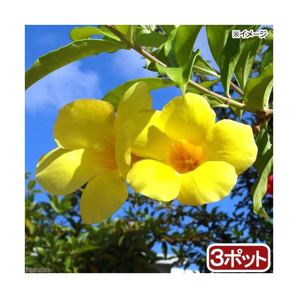 山野草 オオバナアリアケカズラ 大花有明蔓 ４号 ３ポット チャーム Charm Paypayモール店 通販 Paypayモール