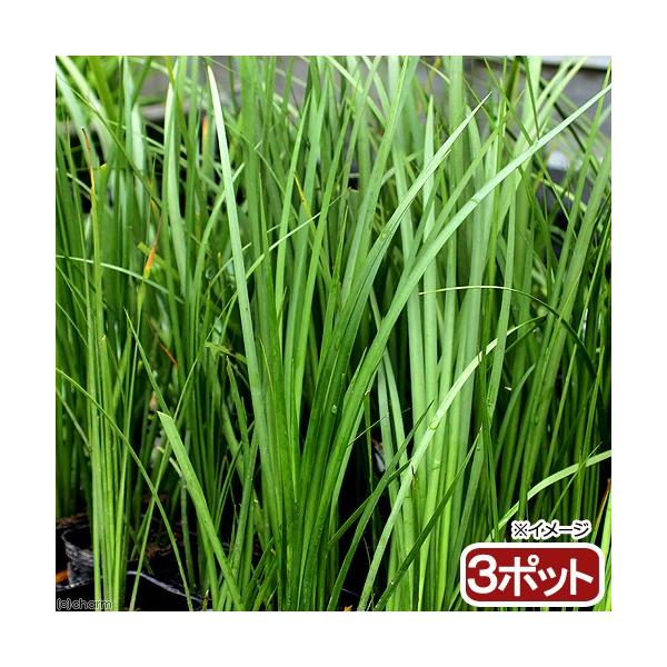 金魚・メダカ　_aqua　_gardening　ビオトープ　水辺植物　水生植物　ガーデニング　その他水辺植物　all_plants　植物　植物生体　ガーデニング生体　育て方　育成方法　栽培方法　湿性植物　pointyh51114seitai...