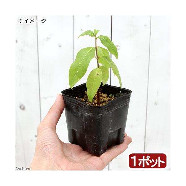 ロウバイ 苗の人気商品 通販 価格比較 価格 Com