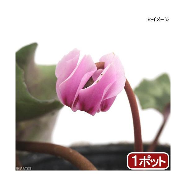 iR쑐jVN@wftHEilA|^ijԁ@QDTiP|bgjixԁj