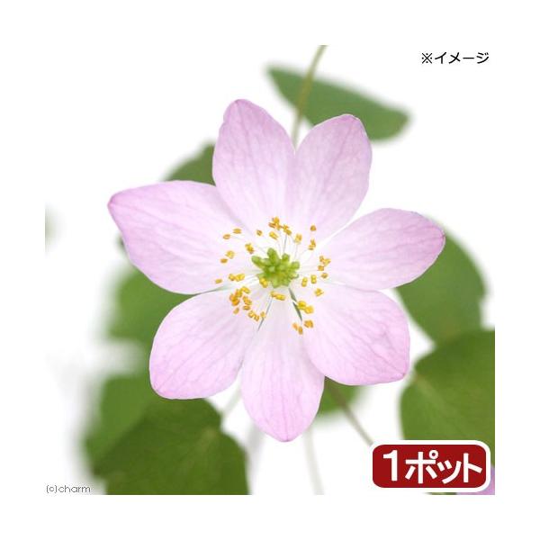 iR쑐jJ}c\Eij֔~ԃJ}c@RiP|bgjixԁj