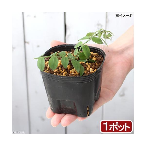 iR쑐jV^}JY@RiP|bgjixԁj