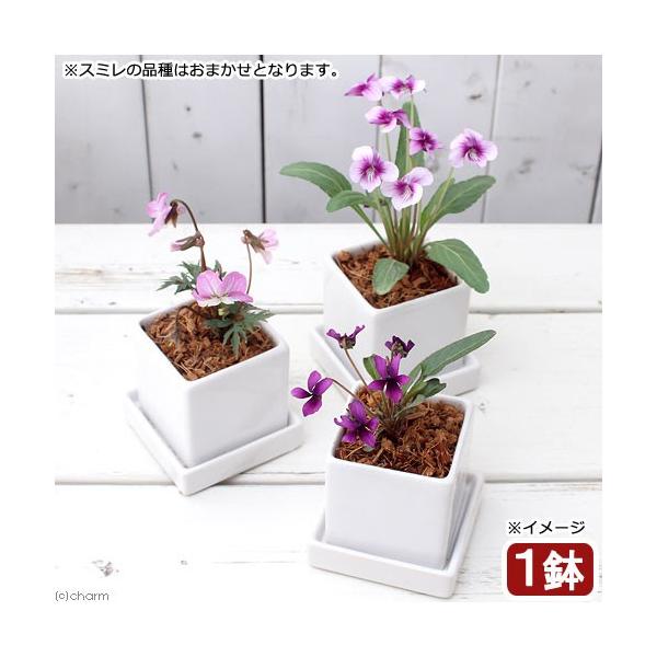 iR쑐j܂X~@픫A@j[_CXr@vgiPj@󂯎Mt@x{@A@@@v[gixԁj