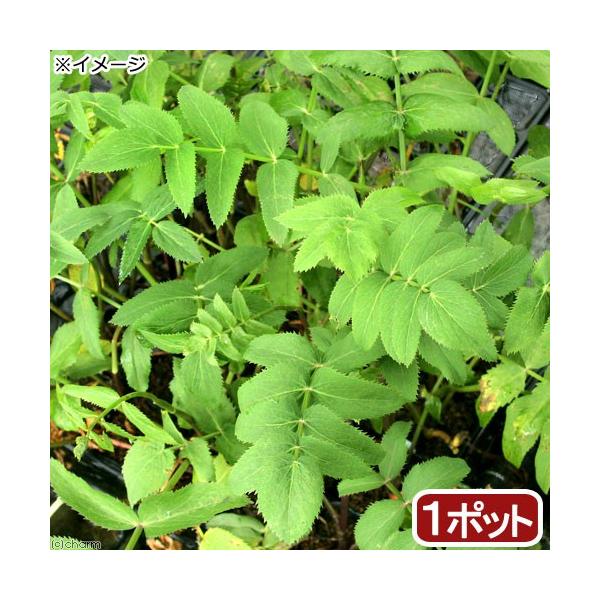 _kame　_aqua　_hachu　_gardening　金魚・メダカ　ビオトープ　水辺植物　水生植物　ガーデニング　all_plants　両爬向き植物　bio_130715　植物　植物生体　ガーデニング生体　山菜　芹　20160621　...