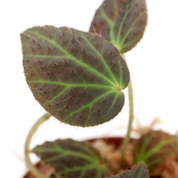 観葉植物 ベゴニアの人気商品 通販 価格比較 価格 Com