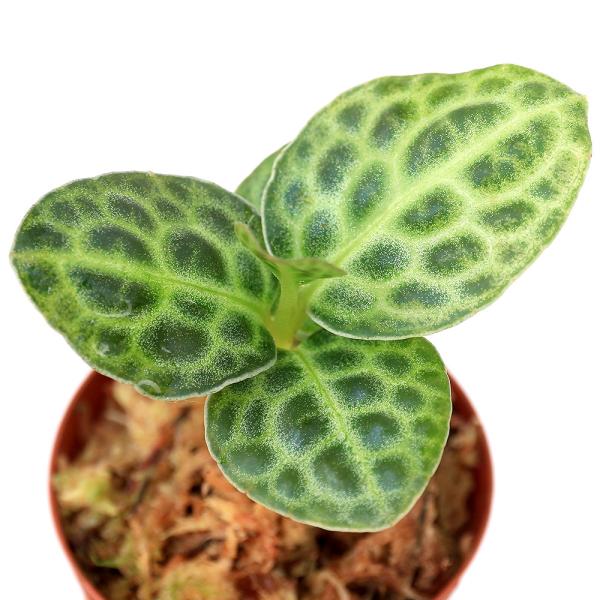 ieEjAfBVAD^[gobNiP|bgj@kCEBq֗vۉ