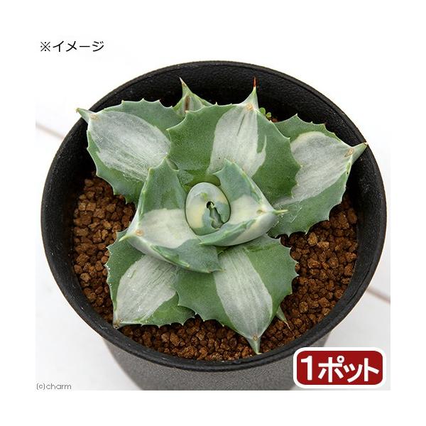 ガーデニング　観葉　観葉植物　アガベ　リュウゼツラン　多肉　センチュリープランツ　インテリア　ストリクタ　ロゼット　常緑多年草　原産地：メキシコ　bizarre_series　Ａｇａｖｅ　ｐｏｔａｔｏｒｕｍ　Ｏｕｈｉ　Ｒａｊｉｎ　王妃雷神　...