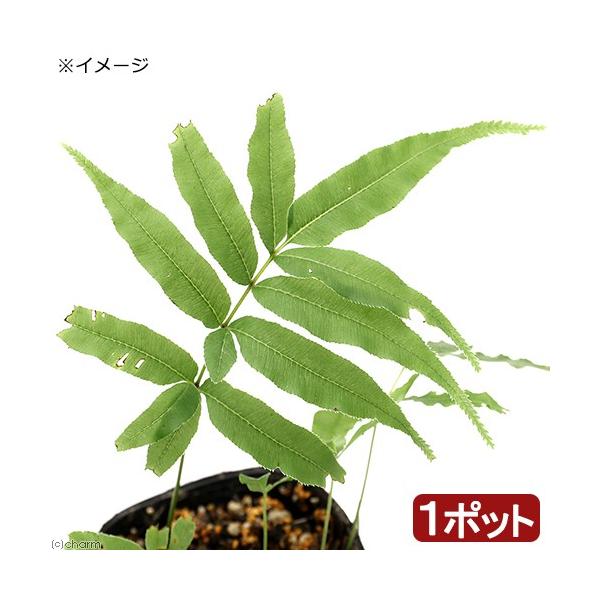 チャーム（ペット） （山野草）シダ（羊歯）オオバイノモトソウ