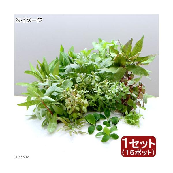 ij܂~j|bg@CAEgZbgitjiPZbgji_j@kCEBq֗vۉ