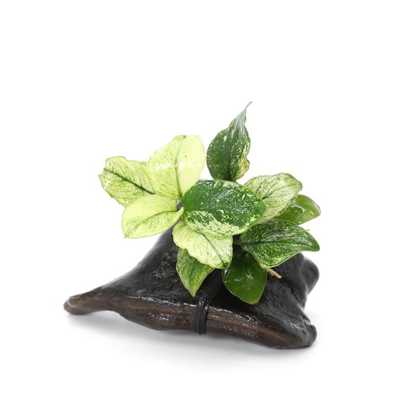 熱帯魚　金魚・メダカ　活着する水草（アヌビアス）plantsjan　ＣＯ２なしでも育つ水草　水草　流木付き水草　all_plants　_aqua　y59GhZ4_wpp　y9Z4_hTrgN　アヌビアス・ナナ　斑入り　バリエガータ　Ａｎｕｂ...