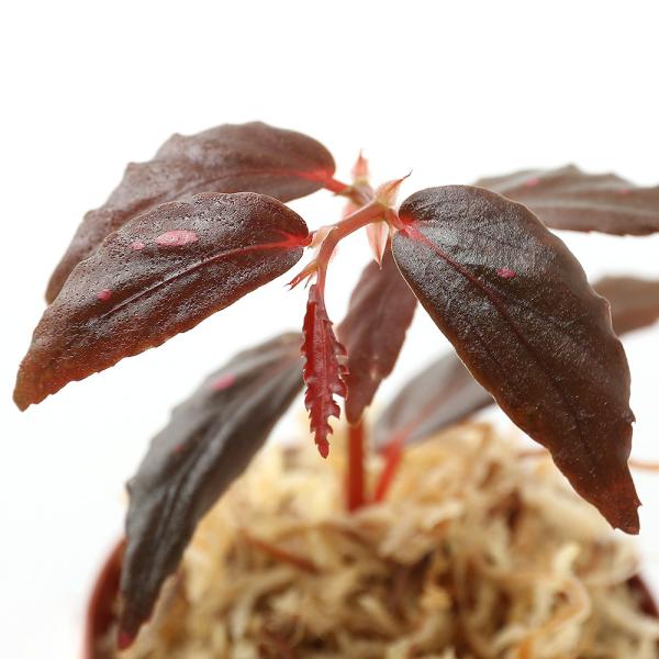 ieEjxSjADWEiP|bgjxSjA@kCEBq֗vۉ