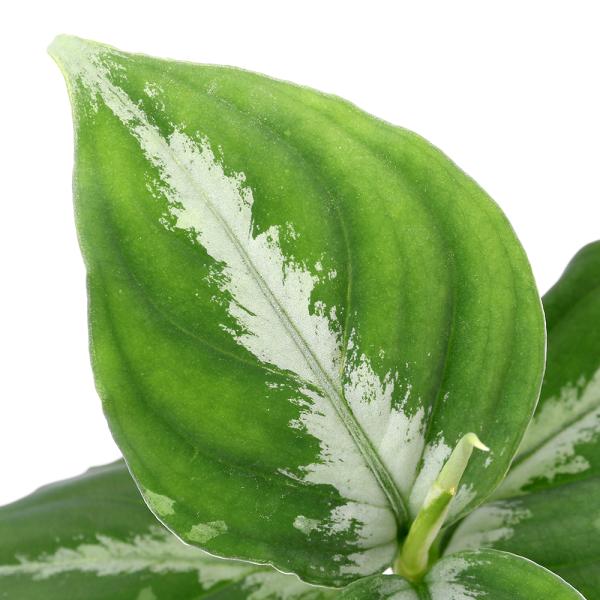 ◆RGL◆ 中株 現地便 南スマトラ ワイルド アグラオネマピクタム ◇RGL◇ 現地便 南スマトラ産 ワイルド株 アグラオネマ ピクタム