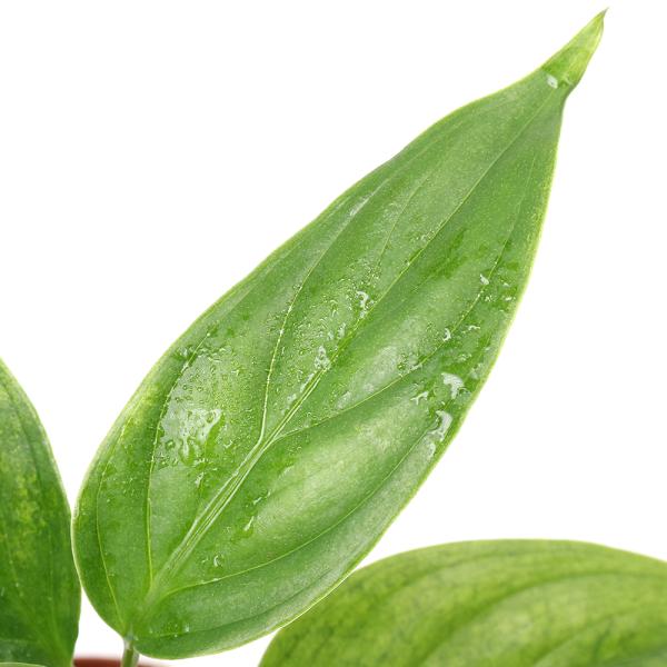 テラリウム）アグラオネマ シンプレックス 実生株 南スマトラ産（1