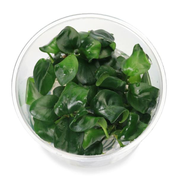 PF_SPQ　ビギナーにお勧め　水草　20240312　ＲＳ　アヌビアスナナ　アヌビアス・ナナ　陰性水草　低光量　サトイモ科　Ａｒａｃｅａｅ　アヌビアス属　Ａｎｕｂｉａｓ　バルテリー　YT　2024zenki　y24ｍ03　無農薬　活着　w...