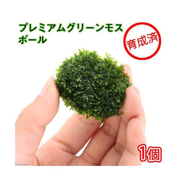 水草 育成済 プレミアムグリーンモス ボール 無農薬 １個 北海道航空便要保温 チャーム Charm Paypayモール店 通販 Paypayモール