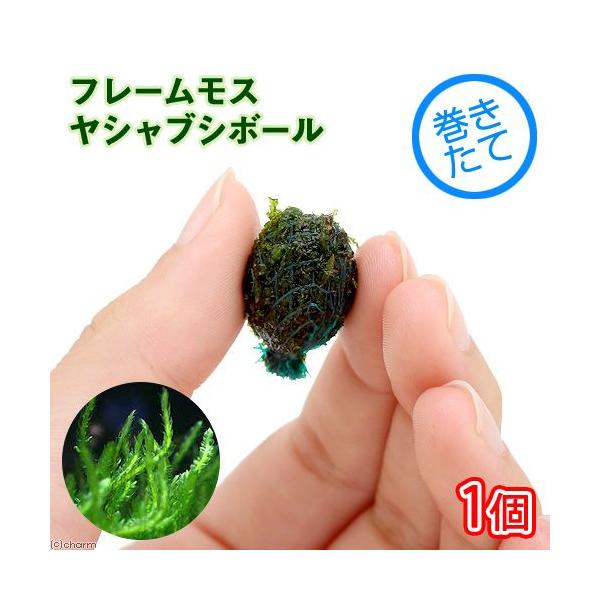 ijā@t[X@VuV{[i_jiPj