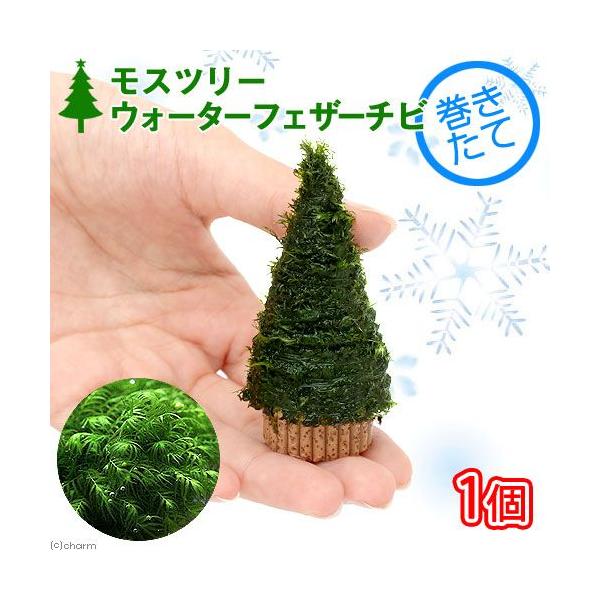 熱帯魚　_wp　_aqua　エビ用水草　活着する水草　コケの仲間　水草　コケ　モス類　単品　20141008　all_plants　wp_kywrd　モスｓｐ．モンタグネ　mzks_　1008_KM　ＡＴ　20141024　waterfea...