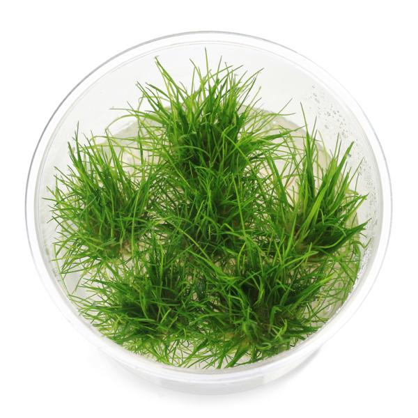 PF_SPQ　_aqua　熱帯魚　前景草　売れ筋水草　水草　草原のような　組織培養　カップ　ヘアーグラス　メリクロン　Ｅｌｅｏｃｈａｒｉｓ　ｐａｒｖｕｌａ　YT　20240311　2024zenki　y24m03　カヤツリグサ科　Ｃｙｐｅｒ...