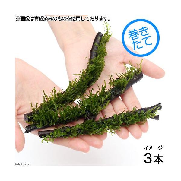 ijā@t[Xt@XeBbN؁@rTCYiPQ`PVji_jiR{j