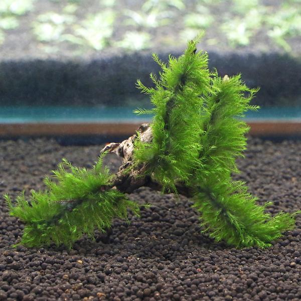 ij琬ρ@EH[^[tFU[@}󗬖؁@rTCYiPO`jitji_jiP{j