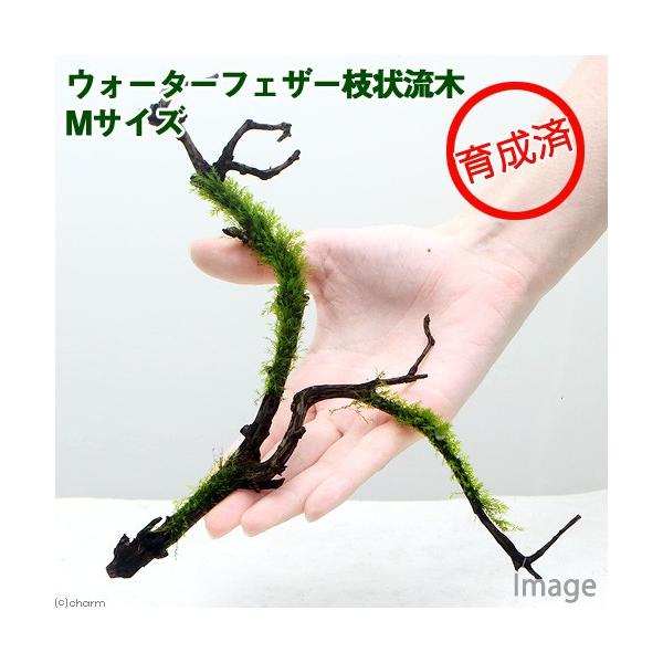 ij琬ρ@EH[^[tFU[@}󗬖؁@lTCYiQO`jitji_jiP{j