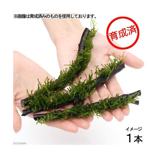 ij琬ρ@t[Xt@XeBbN؁@rTCYiPS`PWji_jiP{j