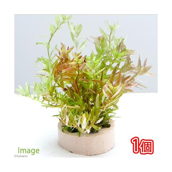 ijnjJVF^[@񂹐A~bNX@uD^itjitji_jiPj