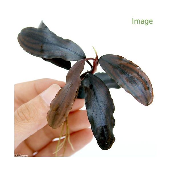 ijuZt@hDb@li_jitjiPj@kCEBq֗vۉ