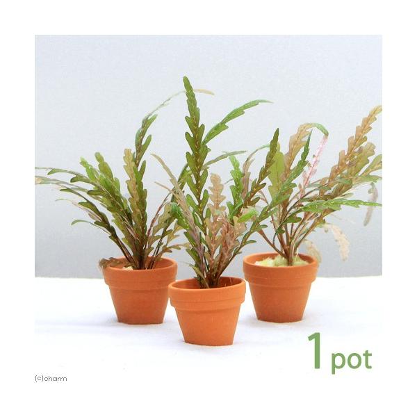 ijv`fĂ@nCOtB@sieBtB_itji_jiPj