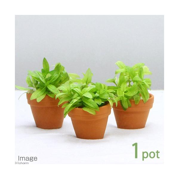 ijv`fĂ@XgMl@yXitji_jiPj