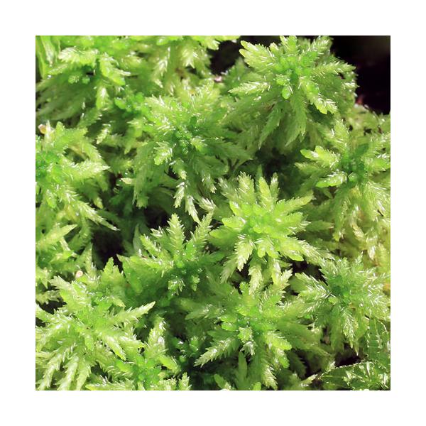 PF_SPQ　line2462terarium　_hachu　_kame　_gardening　コケシリーズ　aquaterrarium　ガーデニング　観葉植物　苔　all_plants　両爬向き植物　盆栽　ビバリウム　アクアテラリウム　パ...