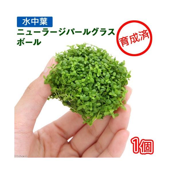 PF_SPQ　熱帯魚　_aqua　有茎　ヤ行　all_plants　ラージパールグラス　20151017　ＡＴ　ニューラージ　パールグラス　ボール　mizball162　44ｋｋ　水草　育成済　ニューラージパールグラス　水中葉　無農薬　１個...