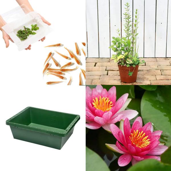 _aqua　sfset　_gardening　スイレン　睡蓮　栽培　育て方　凛　睡蓮鉢フルセット　ビオトープ　鉢　tousei_shiro　ガーデニング　水辺植物　スイレンと鉢のセット　レッド　warm_beige　温帯性　set_onta...